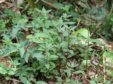 Lycopus uniflorus