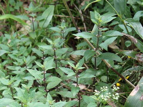 Lycopus uniflorus