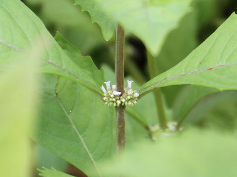 Lycopus uniflorus