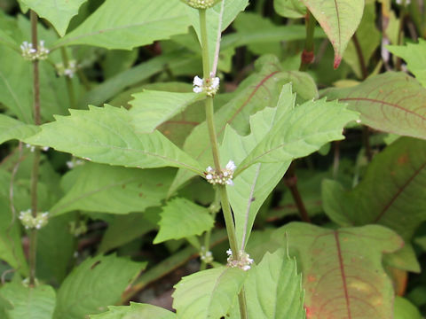 Lycopus uniflorus