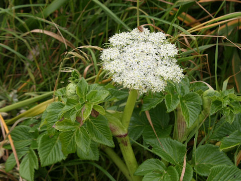 Coelopleurum gmelinii