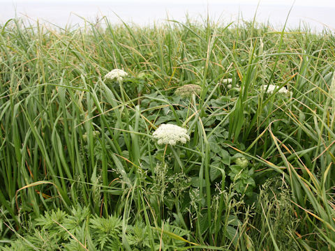 Coelopleurum gmelinii