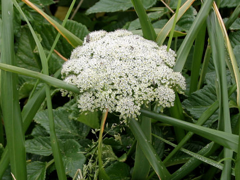 Coelopleurum gmelinii