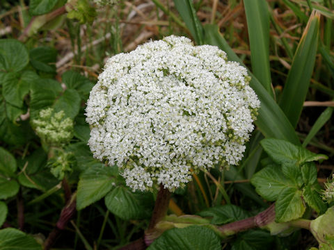 Coelopleurum gmelinii