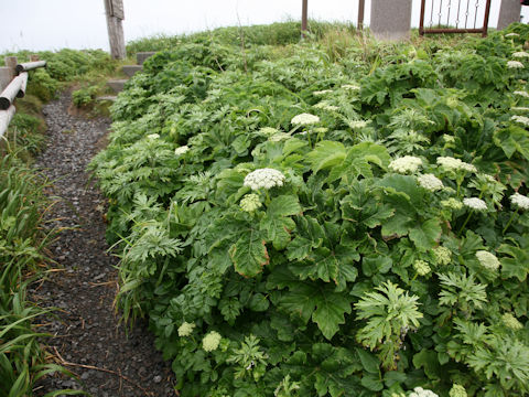 Coelopleurum gmelinii