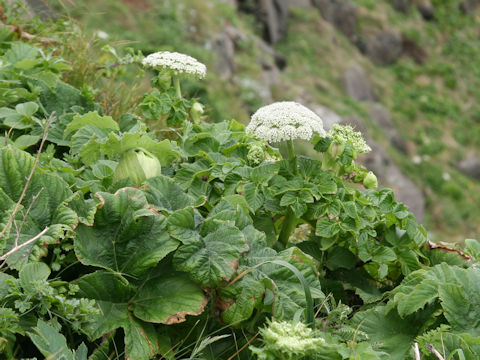 Coelopleurum gmelinii