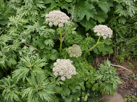 Coelopleurum gmelinii