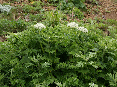 Coelopleurum gmelinii