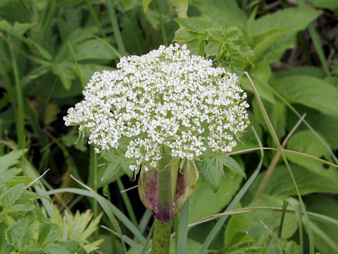 Coelopleurum gmelinii