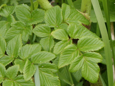 Coelopleurum gmelinii