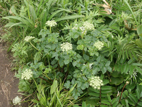 Coelopleurum gmelinii