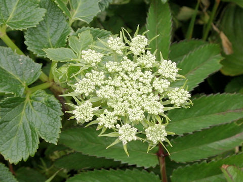 Coelopleurum gmelinii