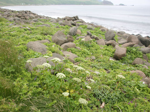 Coelopleurum gmelinii