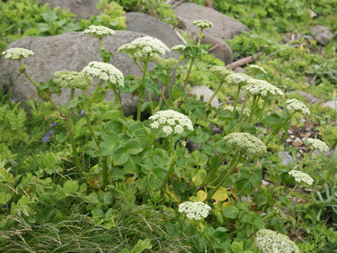 Coelopleurum gmelinii