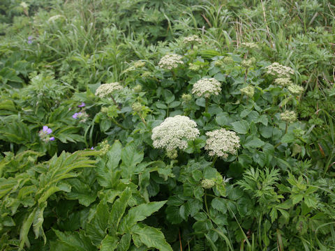 Coelopleurum gmelinii