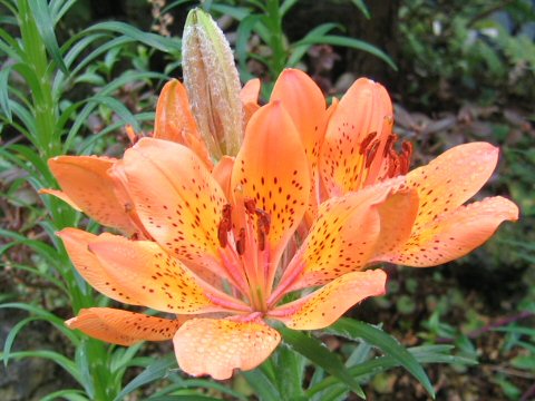 Lilium maculatum ssp. dauricum