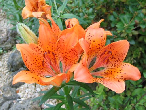 Lilium maculatum ssp. dauricum