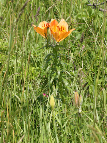 Lilium maculatum ssp. dauricum