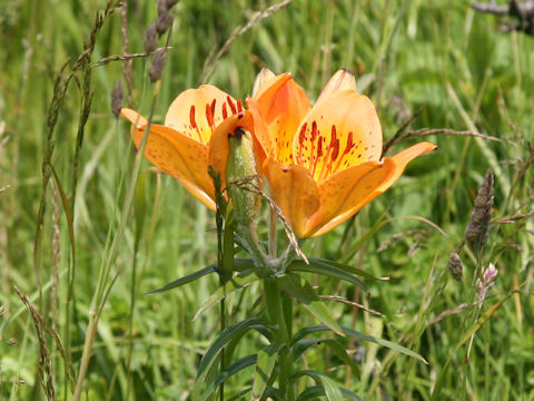 Lilium maculatum ssp. dauricum