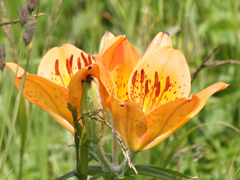 Lilium maculatum ssp. dauricum