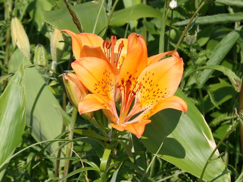 Lilium maculatum ssp. dauricum