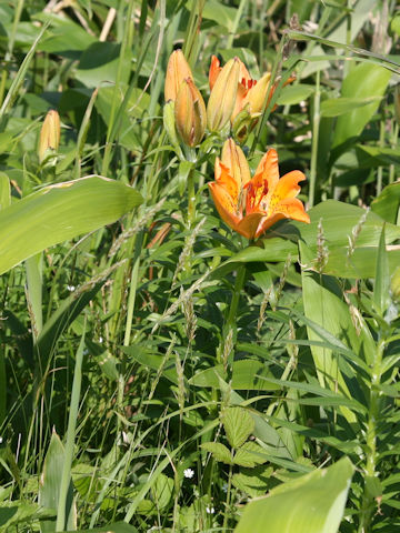 Lilium maculatum ssp. dauricum