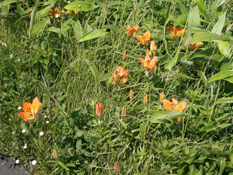 Lilium maculatum ssp. dauricum