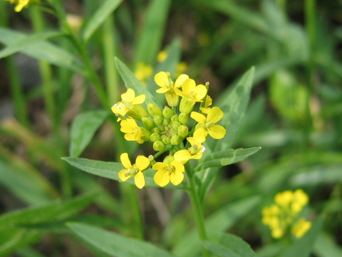 Erysimum cheiranthoides