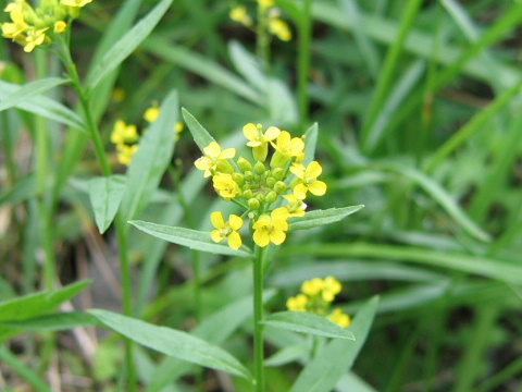 Erysimum cheiranthoides