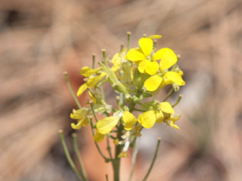 Erysimum cheiranthoides