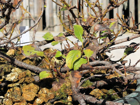 Salix nakamurana ssp. yezoalpina