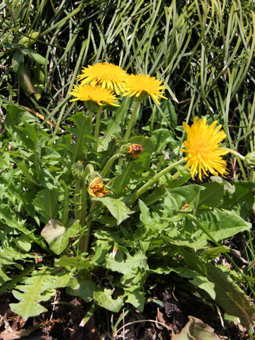 Taraxacum hondoense