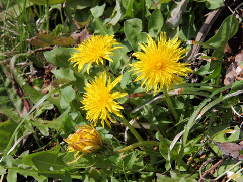 Taraxacum hondoense