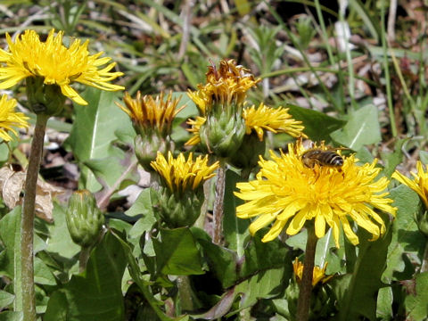 Taraxacum hondoense