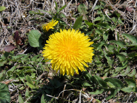 Taraxacum hondoense