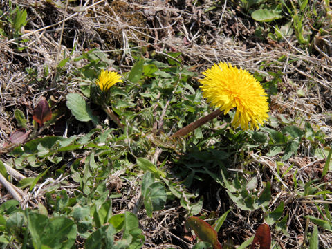 Taraxacum hondoense