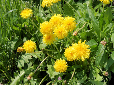 Taraxacum hondoense