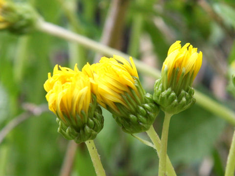 Taraxacum hondoense