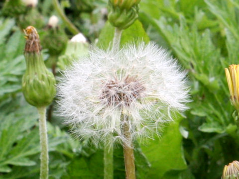 Taraxacum hondoense