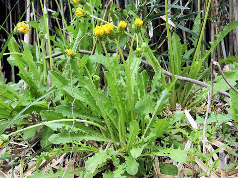 Taraxacum hondoense