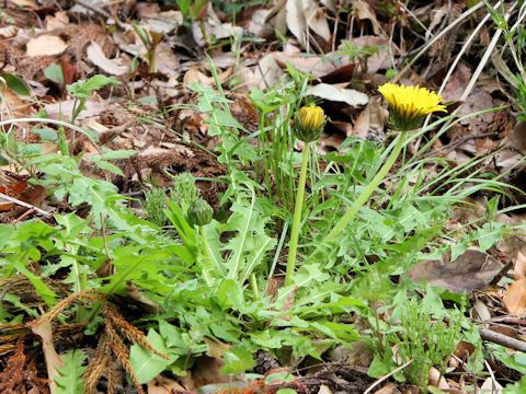 Taraxacum hondoense