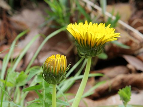 Taraxacum hondoense