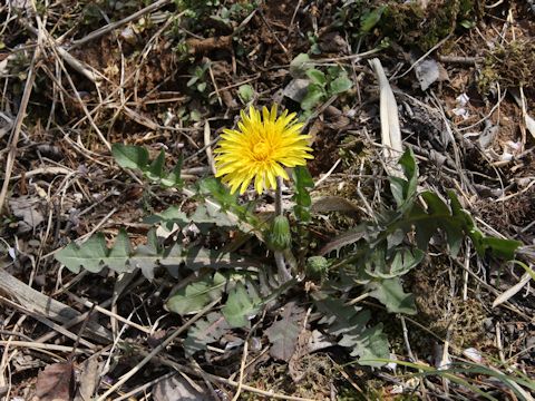 Taraxacum hondoense