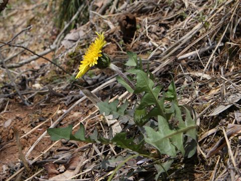 Taraxacum hondoense