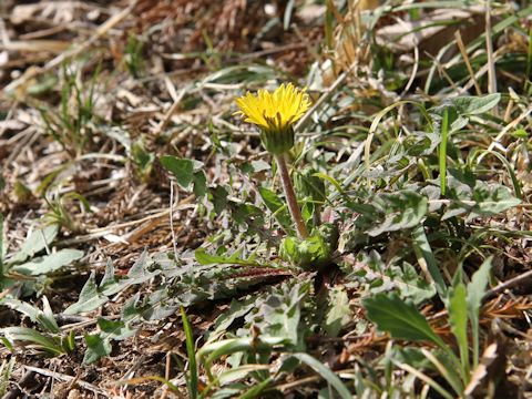 Taraxacum hondoense