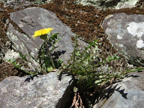 Taraxacum hondoense