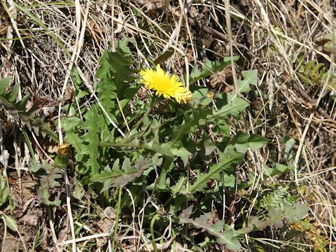 Taraxacum hondoense