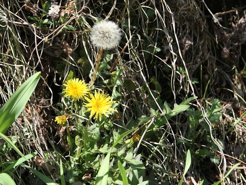 Taraxacum hondoense