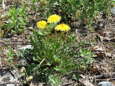 Taraxacum hondoense