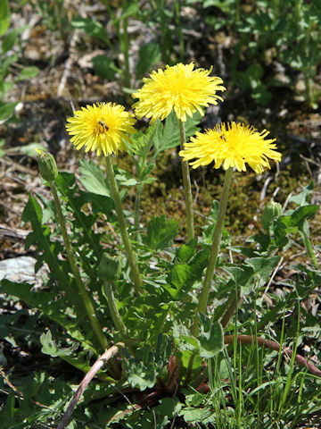 Taraxacum hondoense